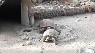 Lahore zoo animals