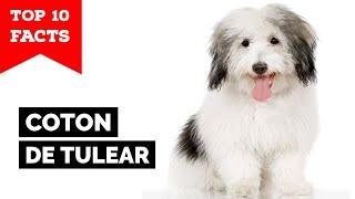 Coton de Tulear - Top 10 Facts