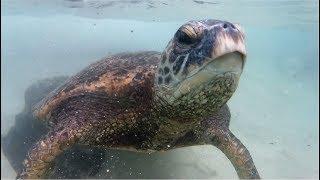 SWIMMING WITH TURTLES AT LANIAKEA BEACH - HALEIWA - OAHU - HAWAII