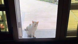 I Just Moved Here, and This Cat Comes to See Me Every Day...