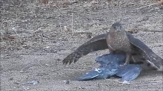 Hawk eats Pigeon ALIVE !! (Another Hawk)