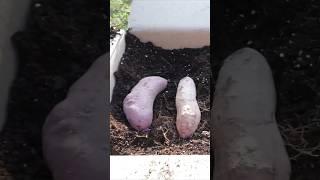 How to turn 1 Sweet potato into 100 Sweet potatoes #shorts #gardening #tips #foryou #garden