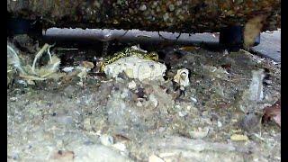 Orphaned Vespula maculifrons Nest.