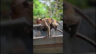 Baby monkey hugs mother, does not escape #adorablemonkeypark