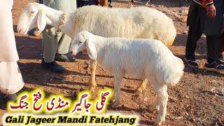 Gali Jageer Dumba & Bakra Mandi Fatehjang Latest Update December 2022