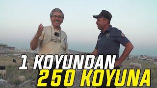 1 Koyundan 250 Koyuna...