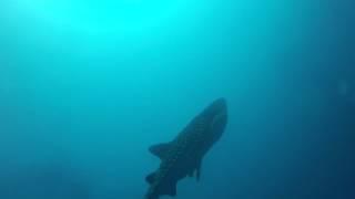 Whale Shark @ Dhigurah, South Ari Atoll (Lux* Maldives)