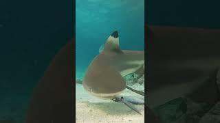 Blacktip reef shark eats dead fish near the beach #maldives #angaga #shark