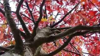 AUTUMN LEAVES - FRANK SINATRA