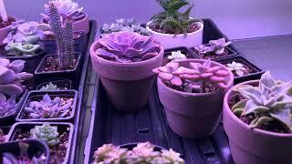 Succulents Under Lights, Euphorbia Propagation Tips