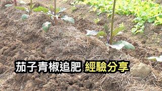 茄子青椒追肥經驗分享