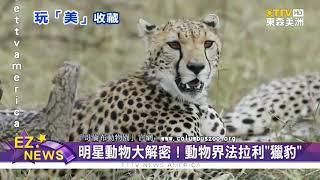 俄亥俄州"哥倫布動物園" 明星動物大解密！"獵豹"號稱動物界的法拉利