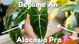 The Only Alocasia Care Video You’ll Need!