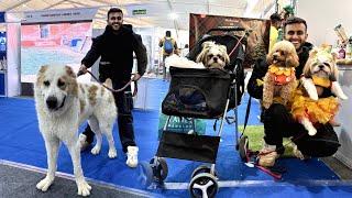 American Bully vs Alabai Dog | Chandigarh Dog & Horse Show Day 2