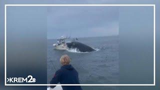 Trending Today: Breaching whale crashing onto a boat off the coast of New Hampshire