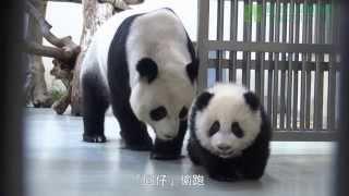 圓仔學媽媽 Giant Panda Cub Yuan Zai Learning From Her Mother Yuan Yuan