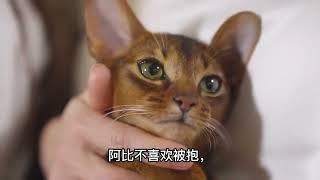 全球智商最高的品种猫，阿比西尼亚猫，你适合养吗？