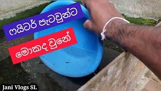 ෆයිටර් පැටවුන්ට මොකද වුනේ? - Fighter Pataunta Mokada Une? - Jani Vlogs SL