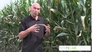 MyNOKE Vermicast Application: Maize