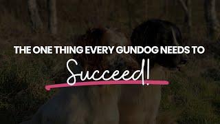 The ONE Thing Every Gundog Needs to Succeed: Building Self-Control