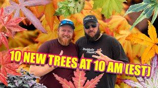 New All-Star Plants on Todays 10 New Trees @ 10AM (EST) | Japanese Maples