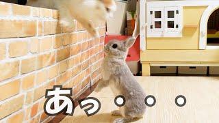 そろそろ弟猫が隣室から遊びに来るのでウキウキで待機してたら、いつもの登場パターンをうっかり忘れちゃってた姉うさぎの悲劇