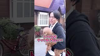 犬のしつけは何歳から始めればいい？
