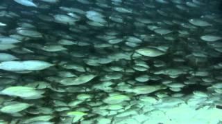 Ocean Sea Life