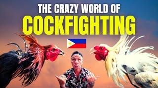 Cock Fighting in The Philippines 