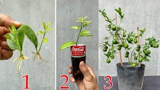 Video compilation of creative techniques and tips for propagating lemon trees