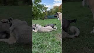 Quilla laying down with Kangal puppies.