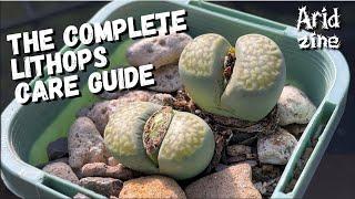 The complete guide to growing Lithops: Lithops care