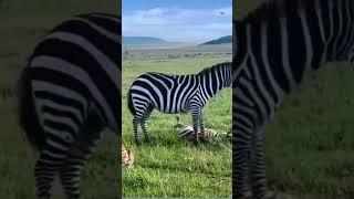 Mother zebra  trying to rescue her Foal ,#wildlife#saudiarabia#disney#travel #vlog#viralvideo