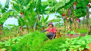 Full Video: Harvesting Bananas, Coriander, Bok Choy Goes To Market Sell | Farm | Tieu Lien