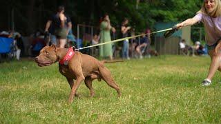 APBT BRAVE FIGHTER’S OBAMA. Dog show "Golden cup 2023"