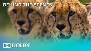 Netflix's Our Planet | Behind The Scenes | Dolby