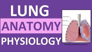 Lung Anatomy and Physiology | Gas Exchange in the Lungs Respiration Transport Alveoli Nursing