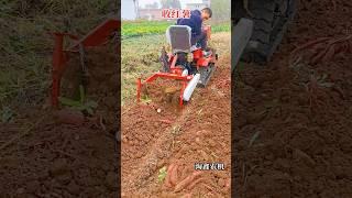 #Multifunctional rotary tiller #Sweet potato harvester #One machine, many functionsHigh efficiency