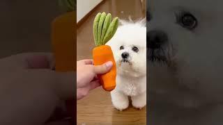 pet toys  #pet #cat #pets #pettoys #youtubeshorts#shorts