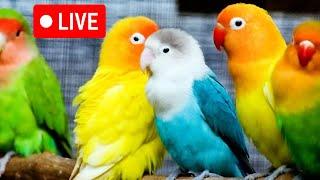 LIVE: bird live stream for cats | love birds sounds | Lovebird Singing & Chirping | cat tv,