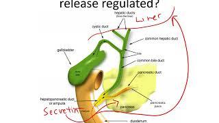 Digestive System - Pancreas, Secretin, and CCK