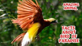 Facts about Bird of Paradise - Amazing Animal