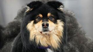 The Furnado KING has returned | Finnish Lapphund Epic Grooming