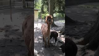 These alpaca are so chill अलपाका को जुगाली करते देखके खूब हंसी आएगी आपको #shorts