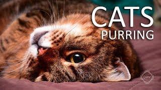 CAT PURRING Sounds to Relax your Cats (and yourself) HQ