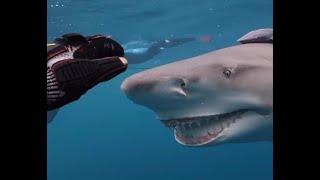 VIDEO: 'Snooty' the smiling shark spotted swimming off Florida coast