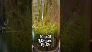 Mușchiul pe care îl cresc în terrarium. Plantele mele EP 10 #despreplante