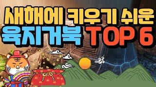 새해에 키우기 쉬운 육지거북 순위 TOP 6