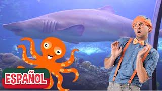 Blippi Visita Acuario | Aprender Sobre Los Animales Marinos | Actividades | Blippi En Español