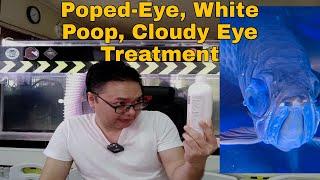 Poped-eye, White Poops, Cloudy Eye in Arowana!